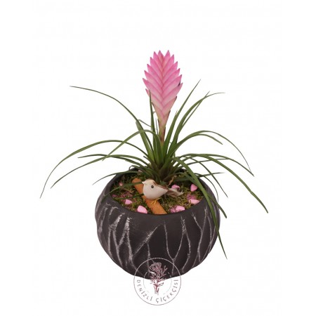 Saksıda Tillandsia Cyanea Aranjmanı